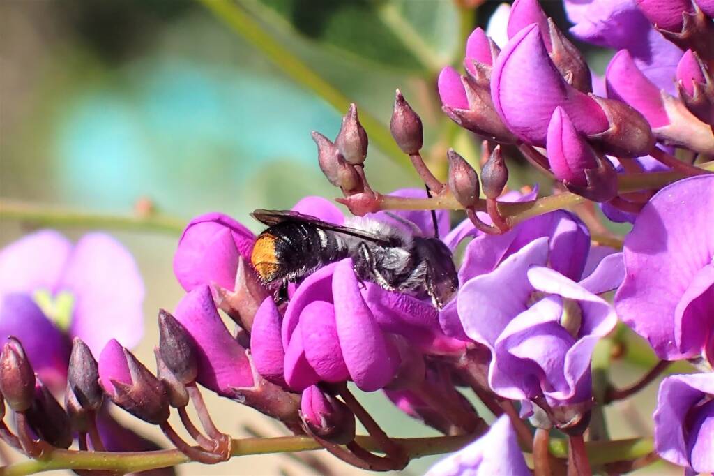 The $250 dollar bee © Gary Taylor