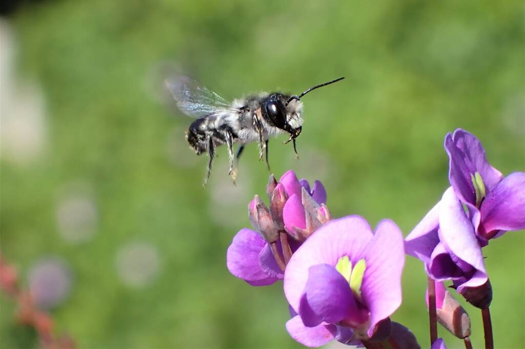 The $250 dollar bee © Gary Taylor