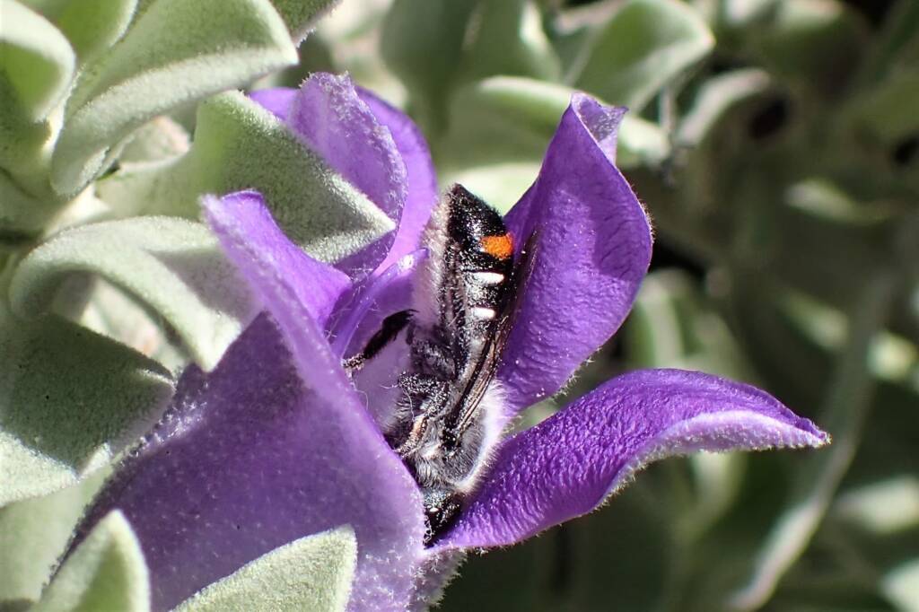 Megachile (Thaumatosoma) duboulaii, Geraldton WA © Gary Taylor