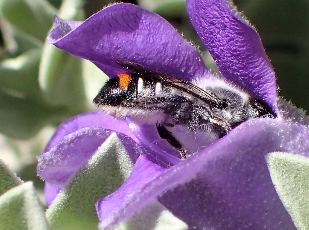 Megachile (Thaumatosoma) duboulaii, Geraldton WA © Gary Taylor