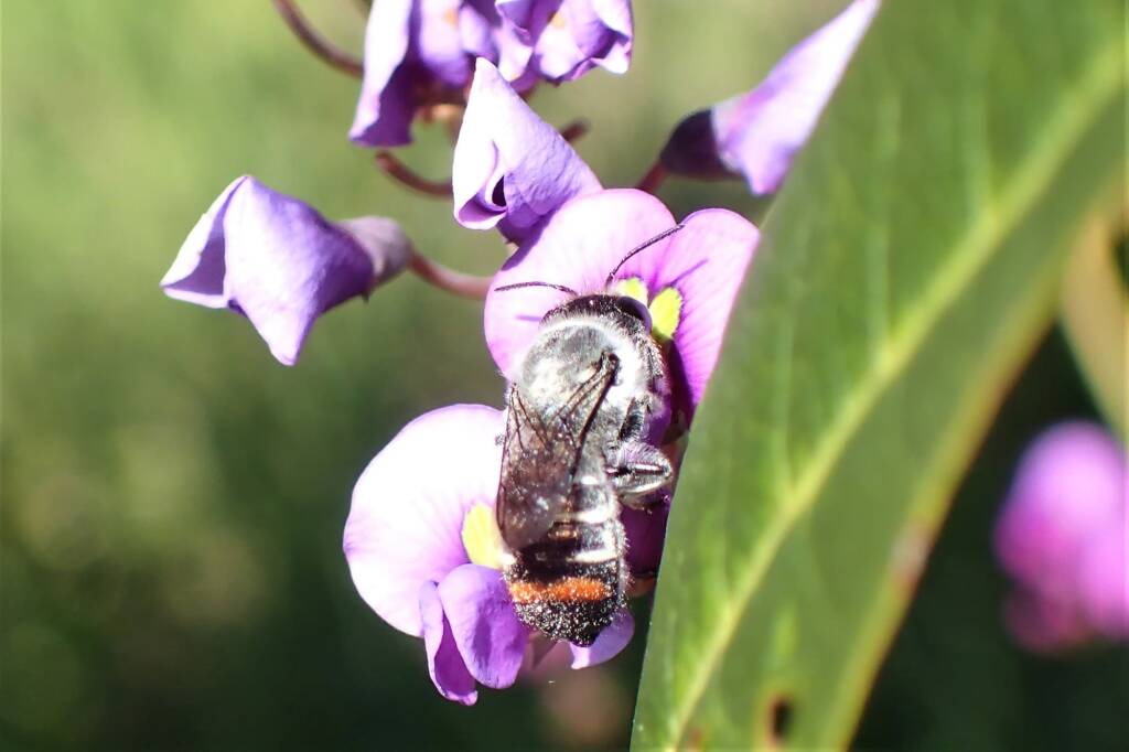 Megachile (Thaumatosoma) duboulaii, Geraldton WA © Gary Taylor