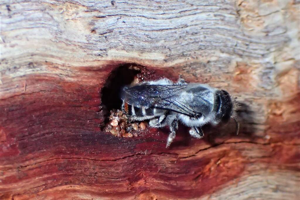 Megachile (Thaumatosoma) duboulaii, Geraldton WA © Gary Taylor