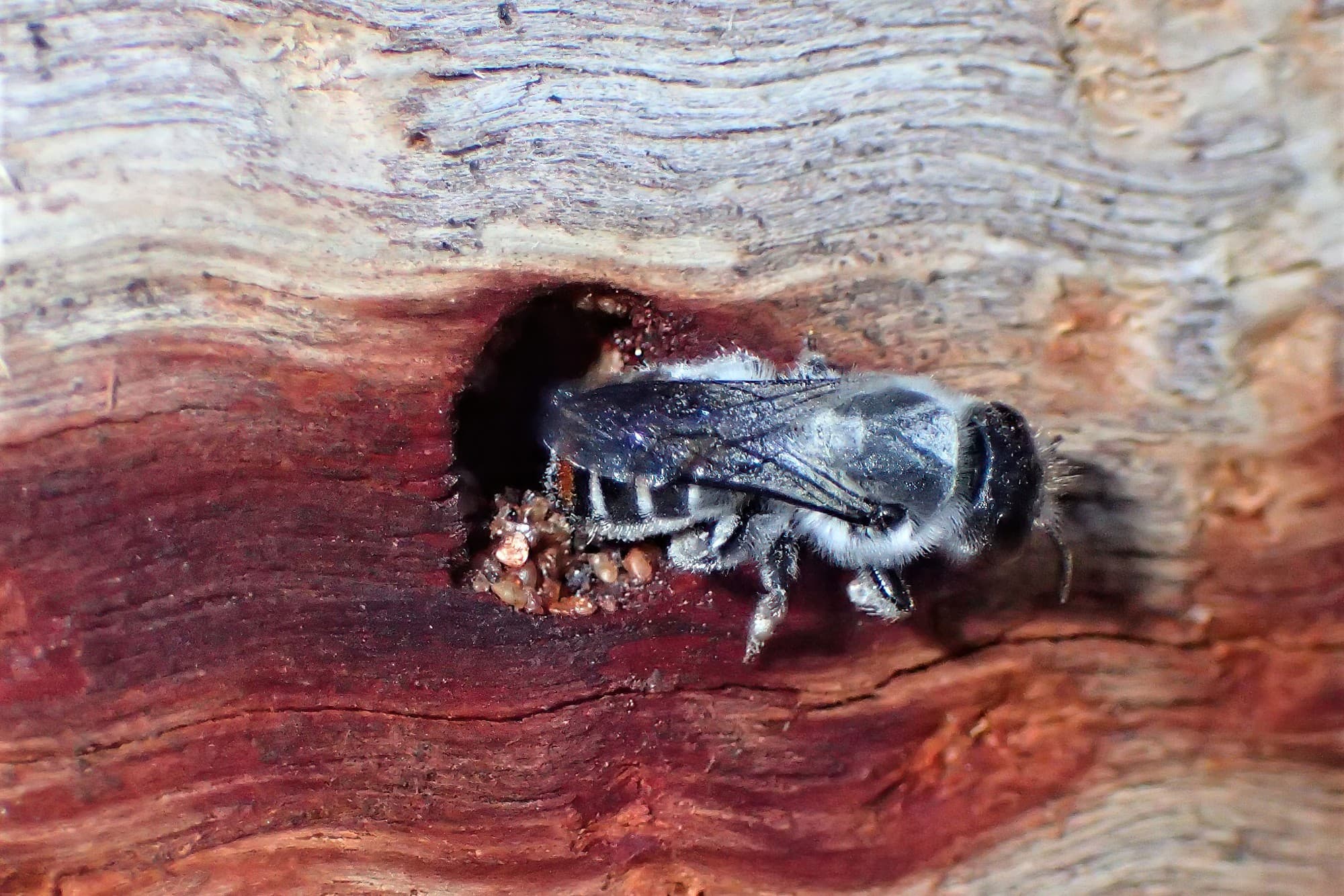 Megachile (Thaumatosoma) duboulaii, Geraldton WA © Gary Taylor
