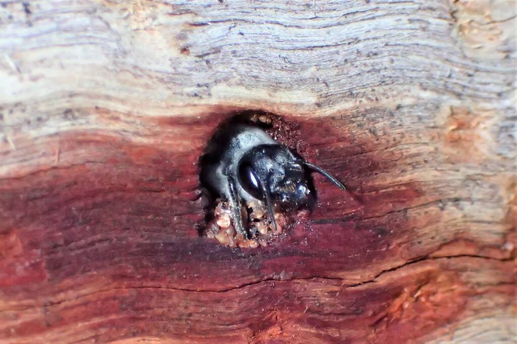 Megachile (Thaumatosoma) duboulaii, Geraldton WA © Gary Taylor