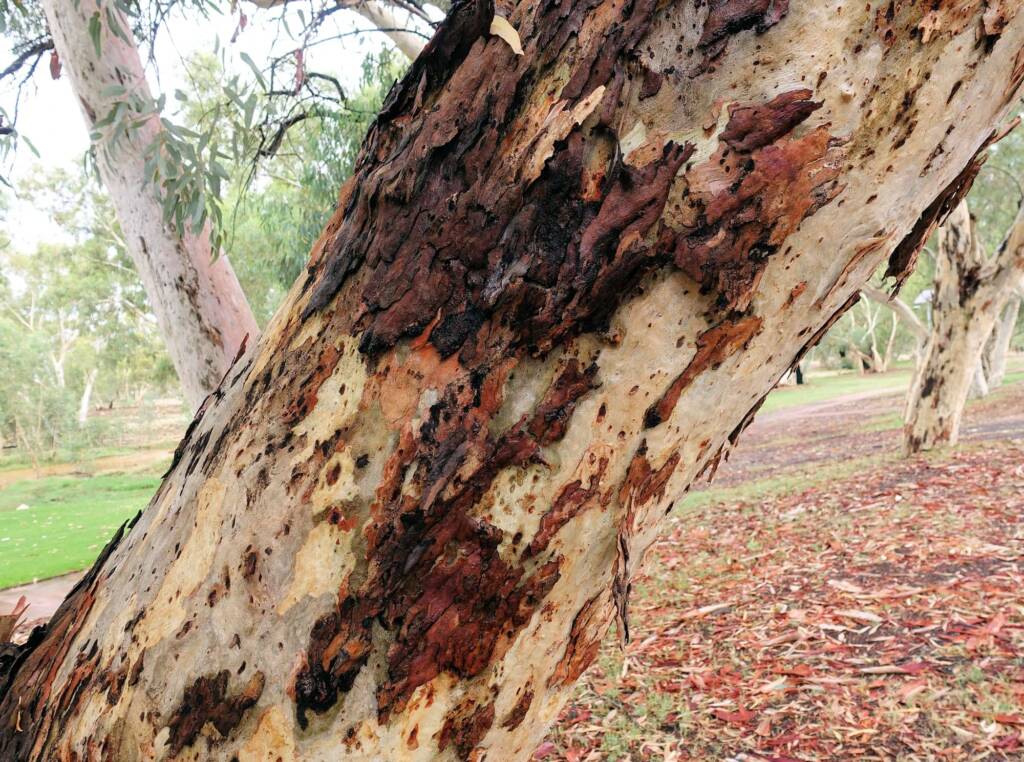River Red Gum (Eucalyptus camaldulensis) along the Todd River (south of Undoolya Rd, Alice Springs NT