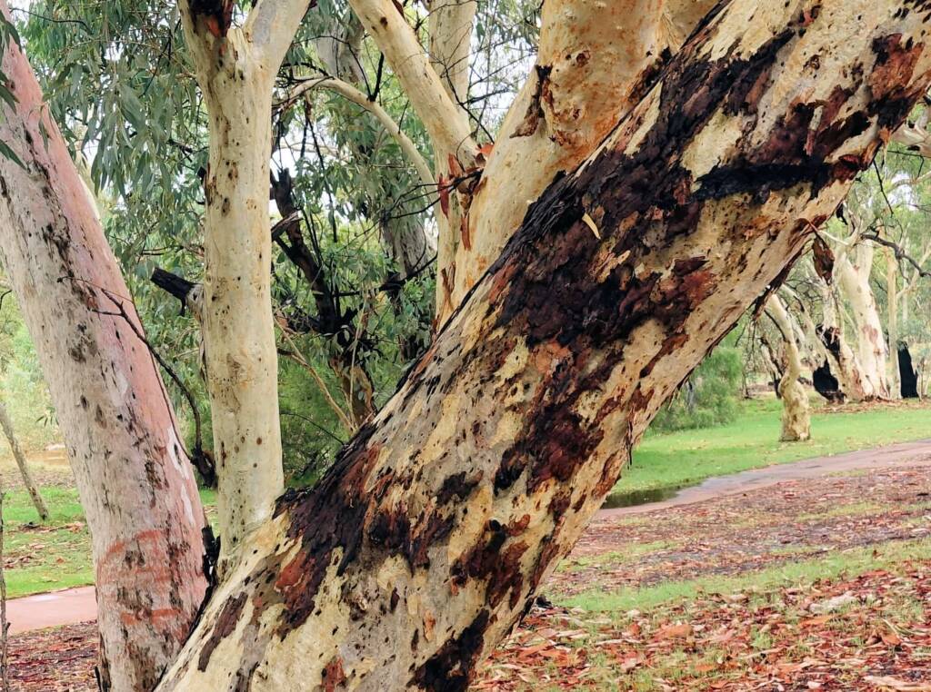 River Red Gum (Eucalyptus camaldulensis) along the Todd River (south of Undoolya Rd, Alice Springs NT