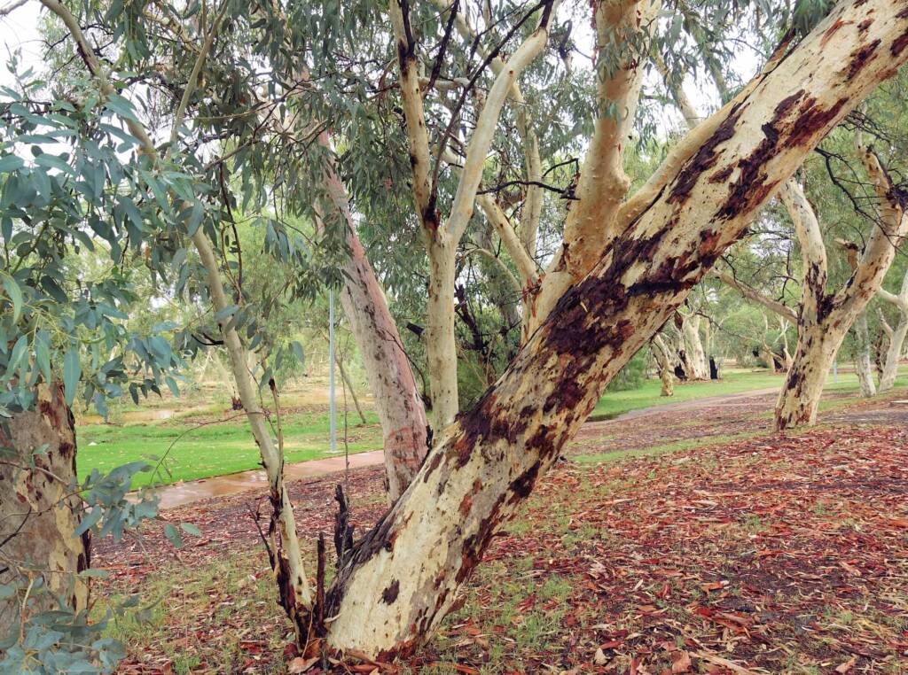 River Red Gum (Eucalyptus camaldulensis) along the Todd River (south of Undoolya Rd, Alice Springs NT