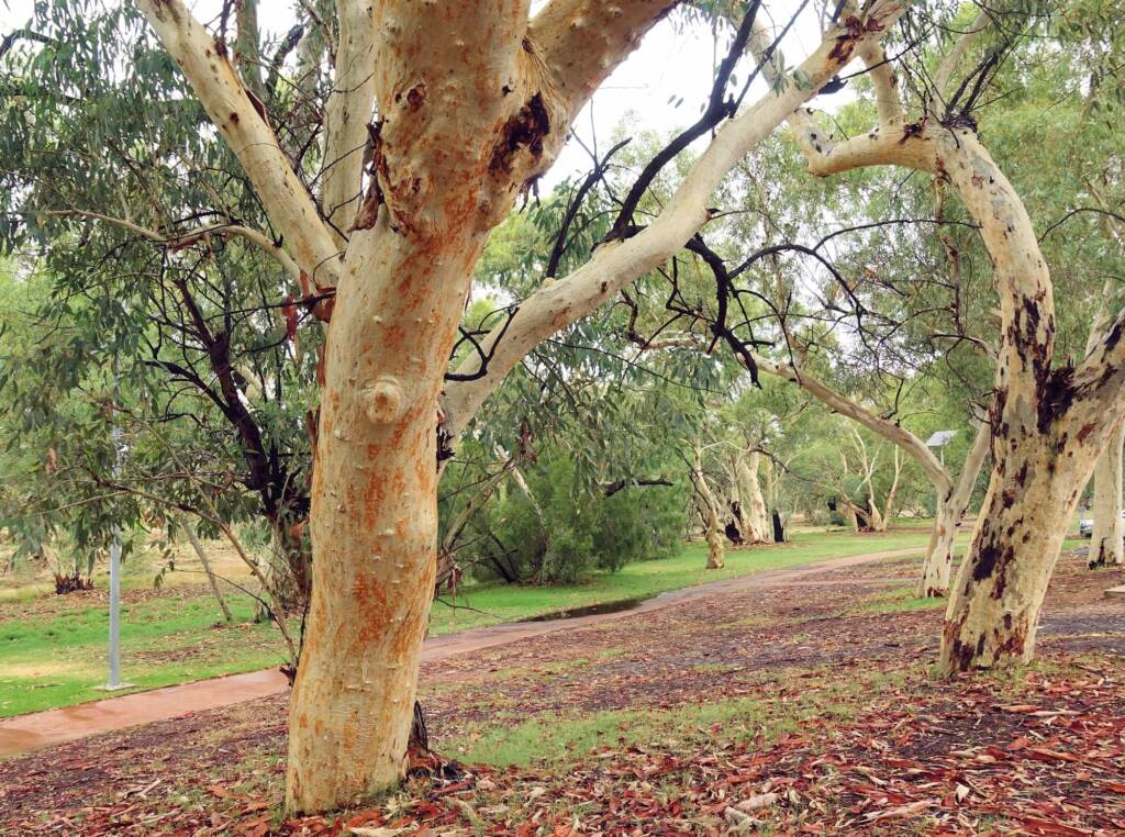 River Red Gum (Eucalyptus camaldulensis) along the Todd River (south of Undoolya Rd, Alice Springs NT