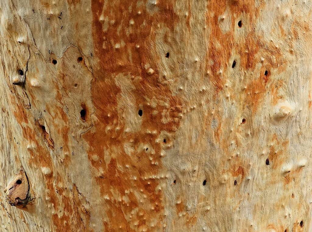 River Red Gum (Eucalyptus camaldulensis) along the Todd River (south of Undoolya Rd, Alice Springs NT