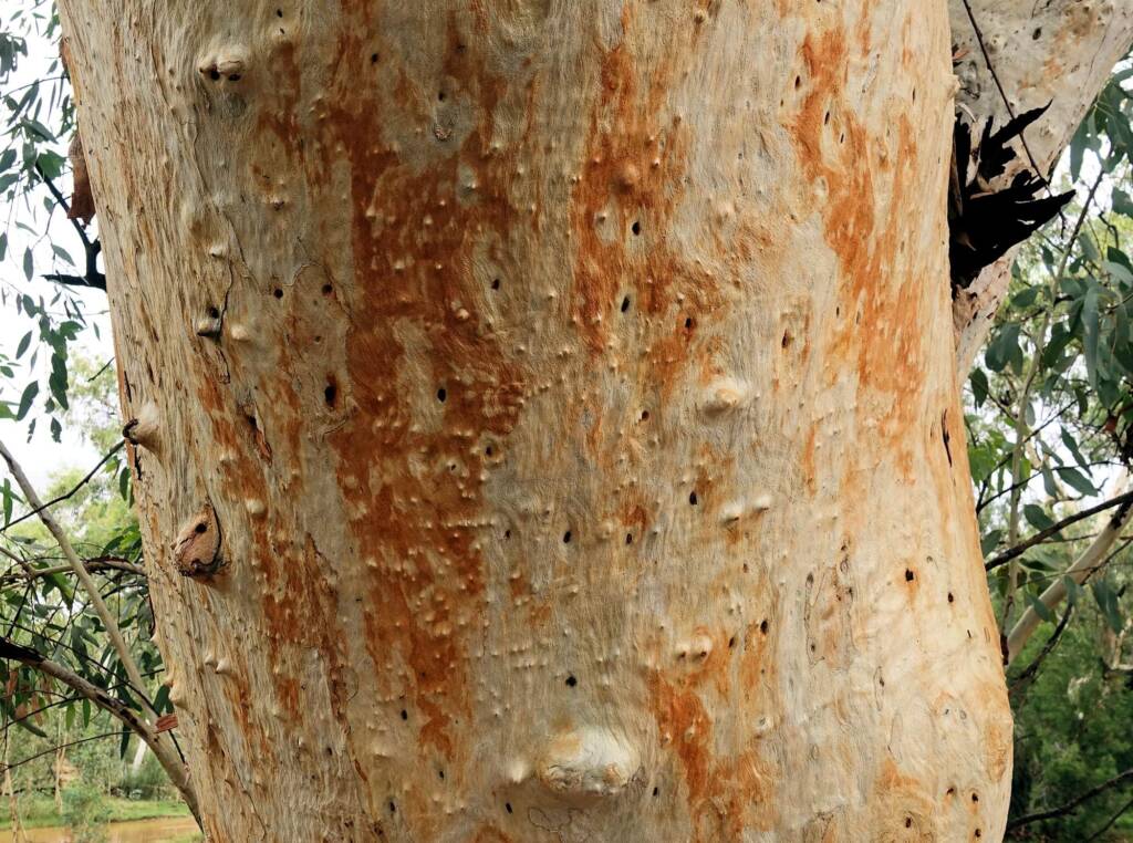 River Red Gum (Eucalyptus camaldulensis) along the Todd River (south of Undoolya Rd, Alice Springs NT
