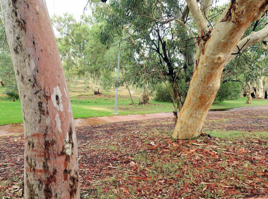 River Red Gum (Eucalyptus camaldulensis) along the Todd River (south of Undoolya Rd, Alice Springs NT