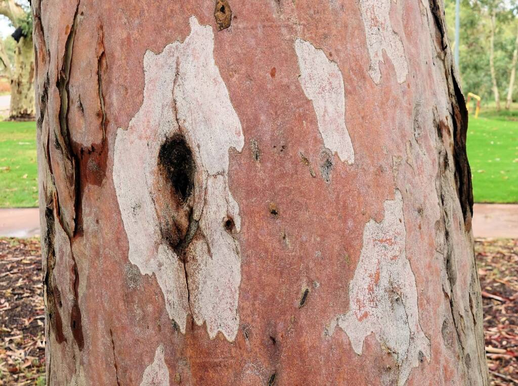 River Red Gum (Eucalyptus camaldulensis) along the Todd River (south of Undoolya Rd, Alice Springs NT