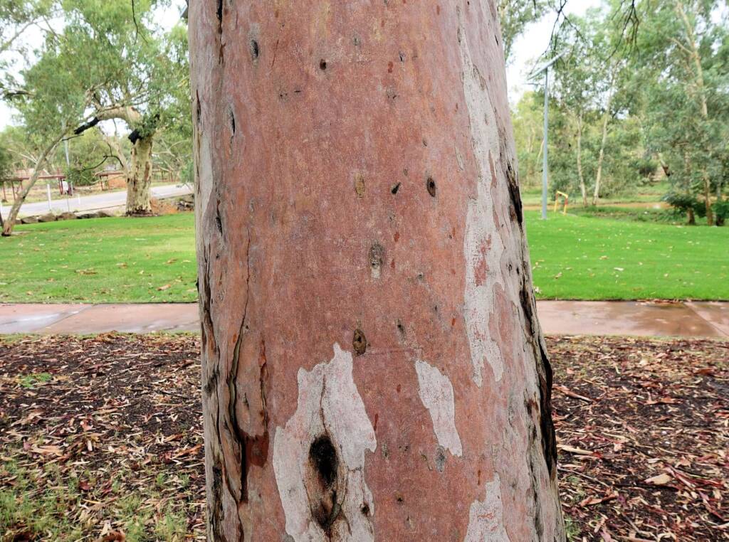 River Red Gum (Eucalyptus camaldulensis) along the Todd River (south of Undoolya Rd, Alice Springs NT