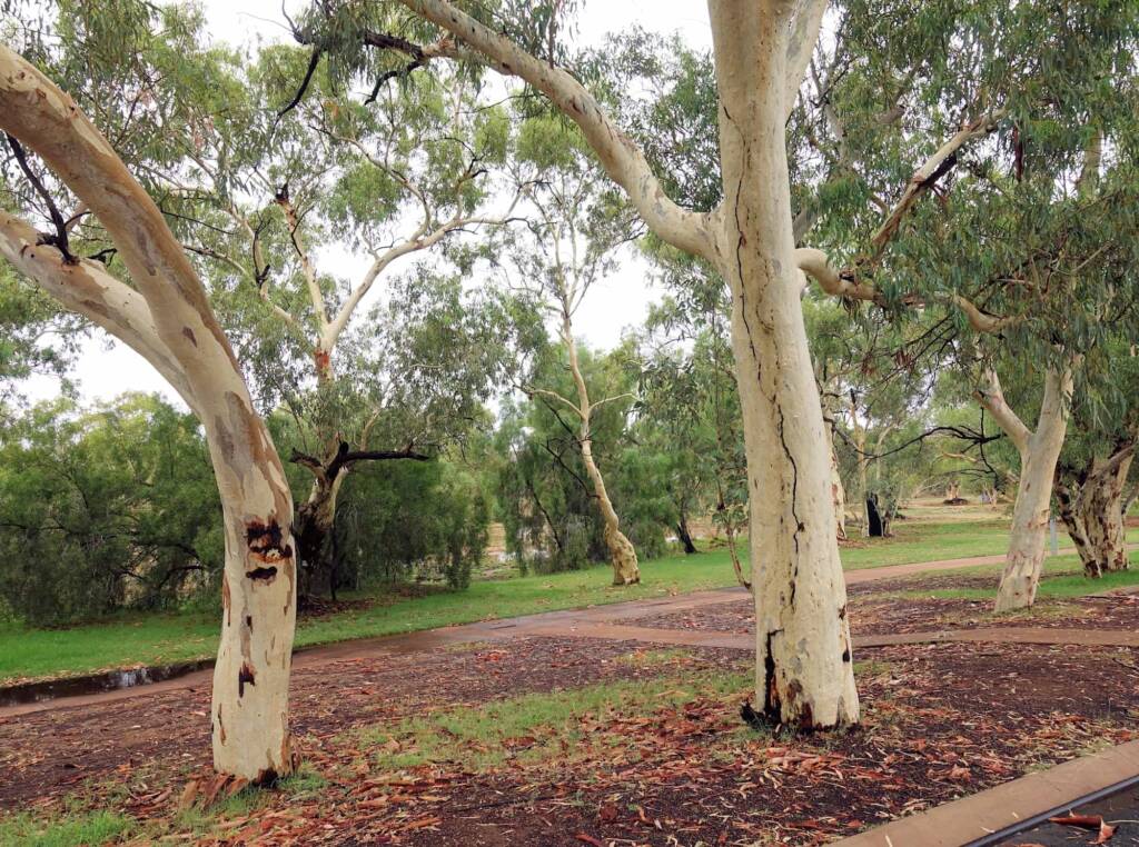 River Red Gum (Eucalyptus camaldulensis) along the Todd River (south of Undoolya Rd, Alice Springs NT