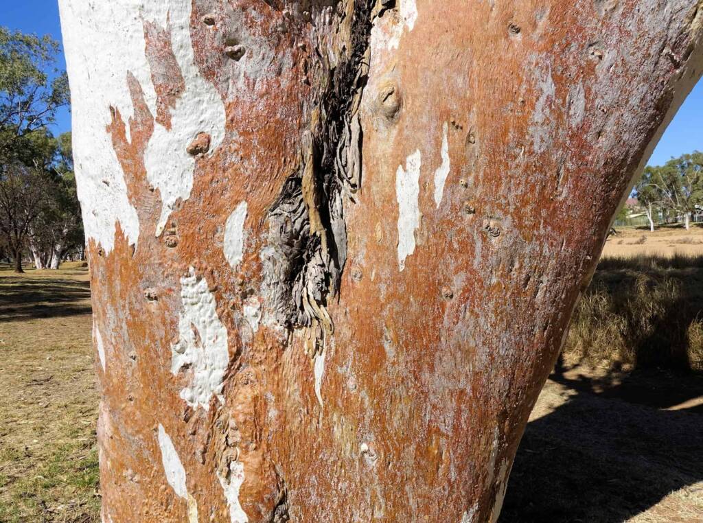 River Red Gum (Eucalyptus camaldulensis) along the Todd River, Alice Springs NT