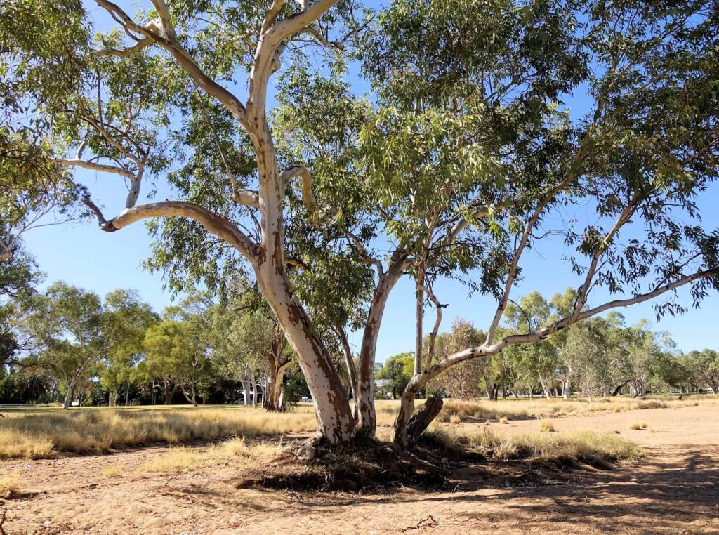 River Red Gum (Eucalyptus camaldulensis) along the Todd River, Alice Springs NT