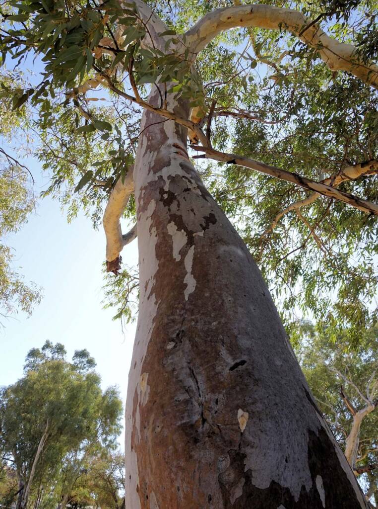 River Red Gum (Eucalyptus camaldulensis) along the Todd River, Alice Springs NT
