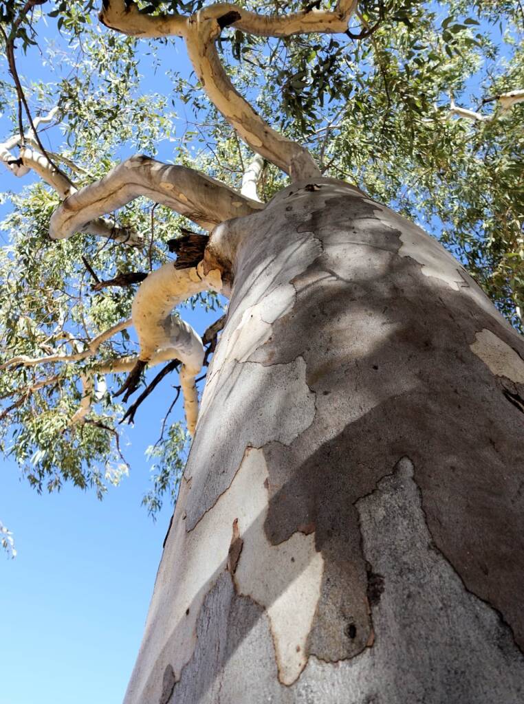 River Red Gum (Eucalyptus camaldulensis) along the Todd River, Alice Springs NT