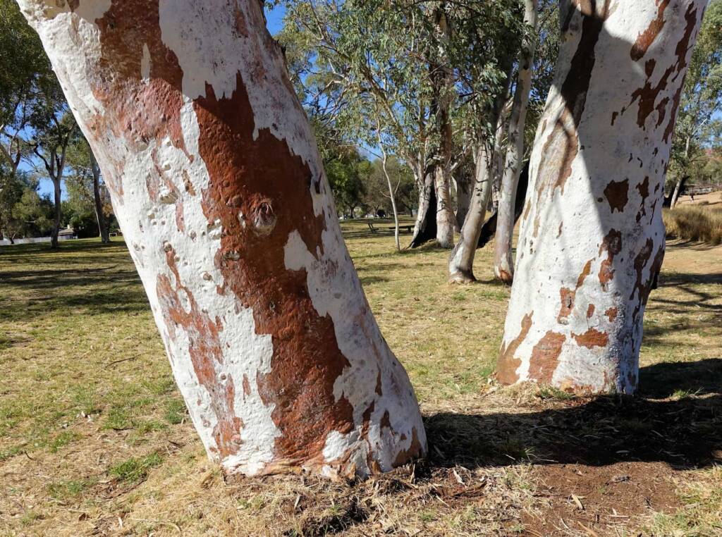 River Red Gum (Eucalyptus camaldulensis) along the Todd River, Alice Springs NT