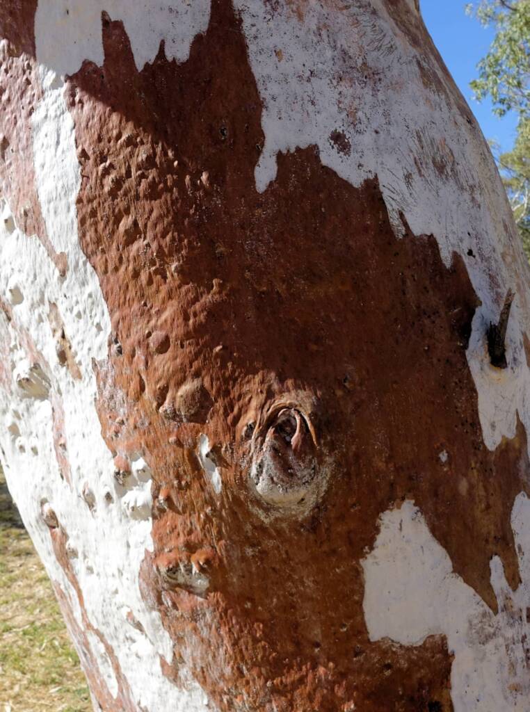 River Red Gum (Eucalyptus camaldulensis) along the Todd River, Alice Springs NT