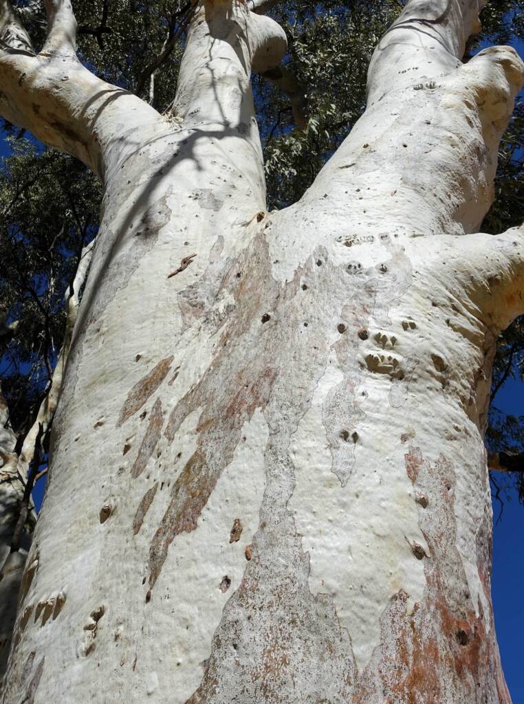 River Red Gum (Eucalyptus camaldulensis) along the Todd River, Alice Springs NT