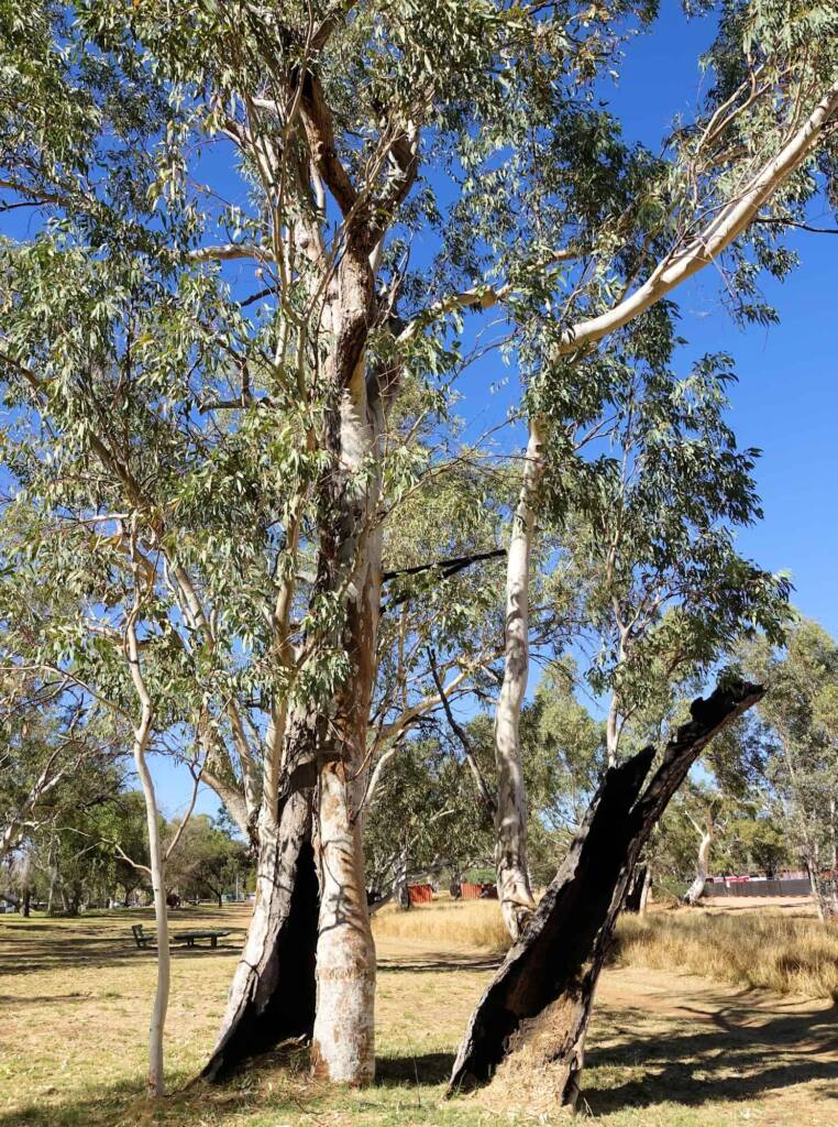 River Red Gum (Eucalyptus camaldulensis) along the Todd River, Alice Springs NT