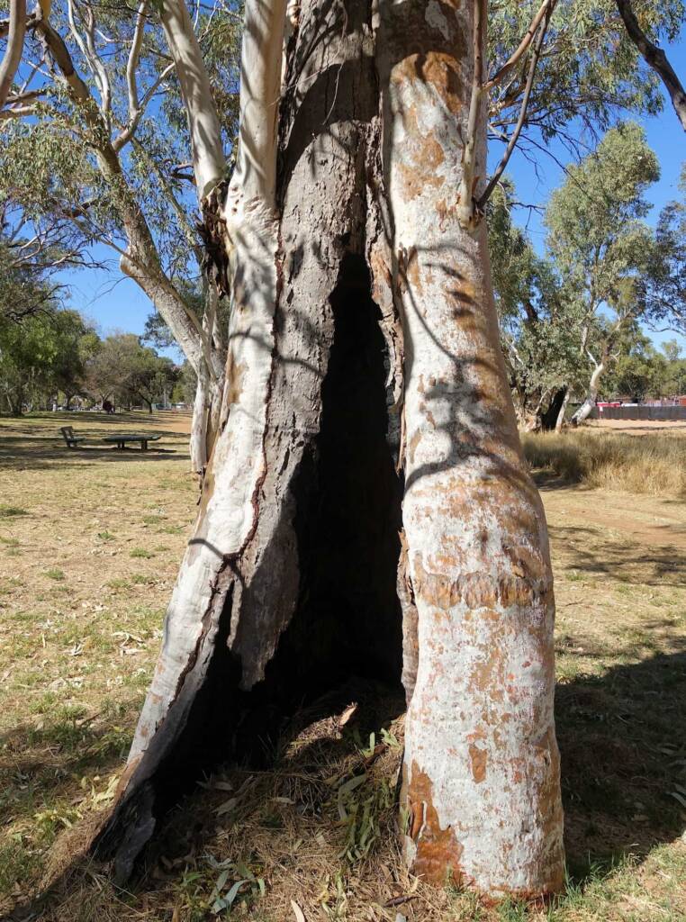 River Red Gum (Eucalyptus camaldulensis) along the Todd River, Alice Springs NT