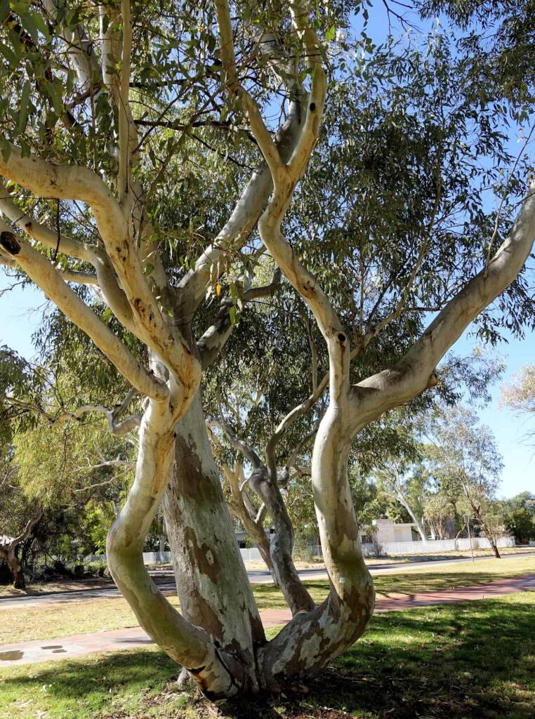 River Red Gum (Eucalyptus camaldulensis) along the Todd River, Alice Springs NT