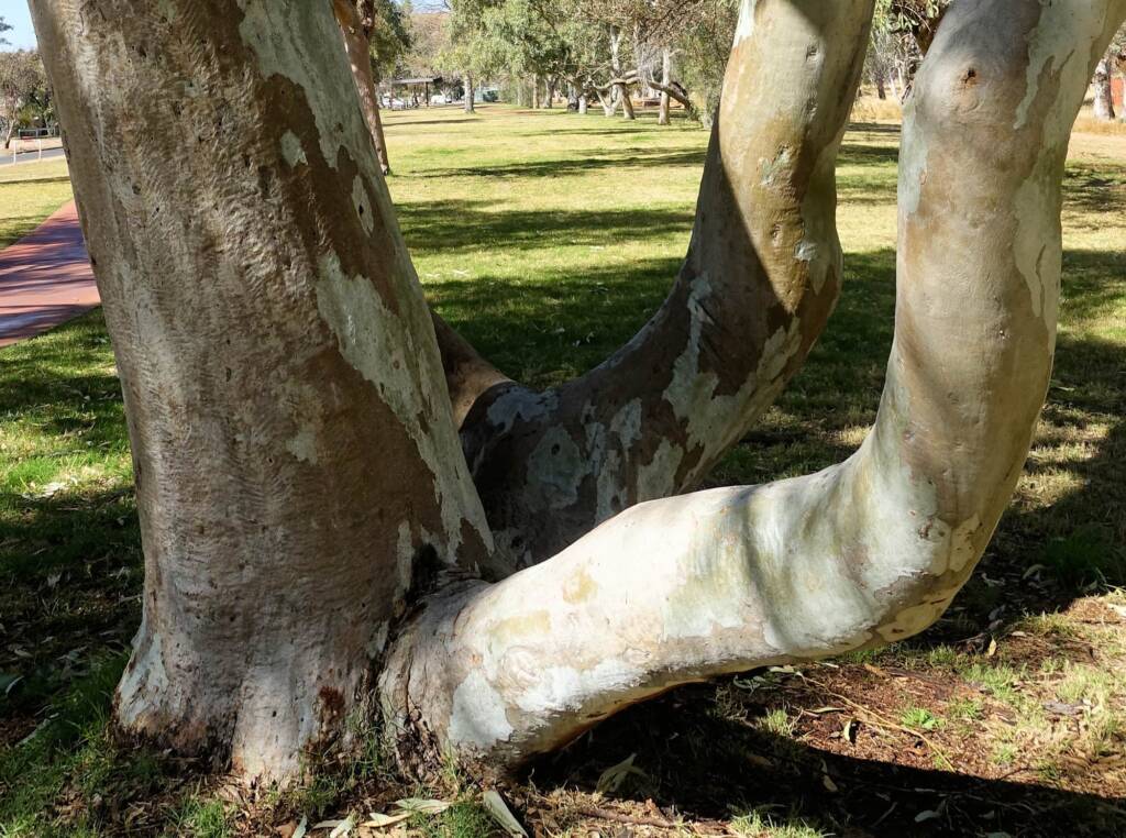 River Red Gum (Eucalyptus camaldulensis) along the Todd River, Alice Springs NT