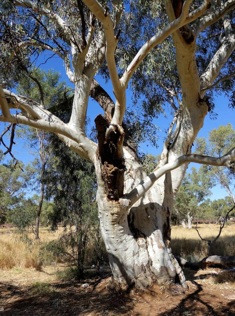 River Red Gum (Eucalyptus camaldulensis) along the Todd River, Alice Springs NT