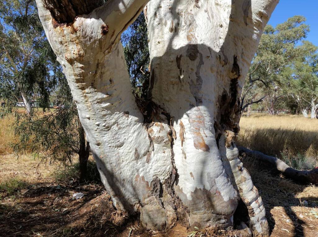 River Red Gum (Eucalyptus camaldulensis) along the Todd River, Alice Springs NT