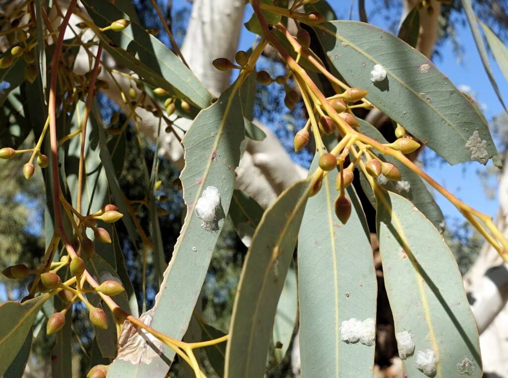 Flower buds and lerps - River Red Gum (Eucalyptus camaldulensis) along the Todd River, Alice Springs NT