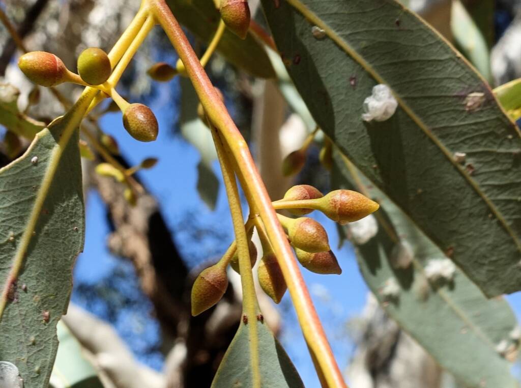 Flower buds and lerps - River Red Gum (Eucalyptus camaldulensis) along the Todd River, Alice Springs NT