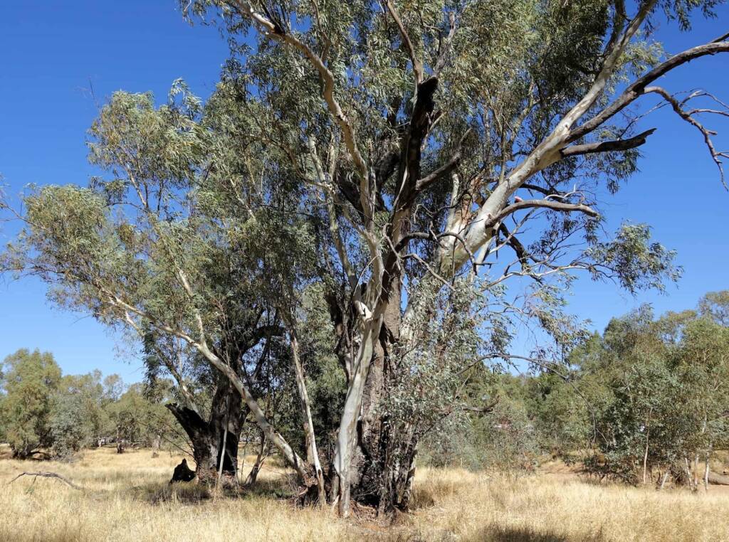 River Red Gum (Eucalyptus camaldulensis) along the Todd River, Alice Springs NT