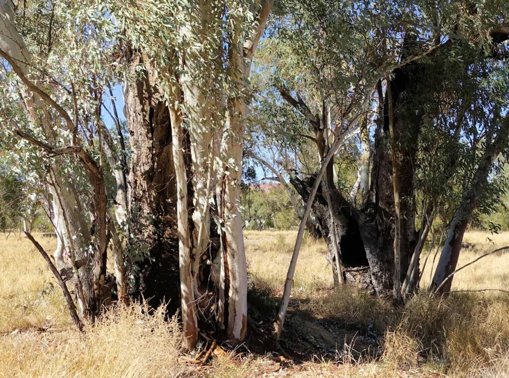 River Red Gum (Eucalyptus camaldulensis) along the Todd River, Alice Springs NT