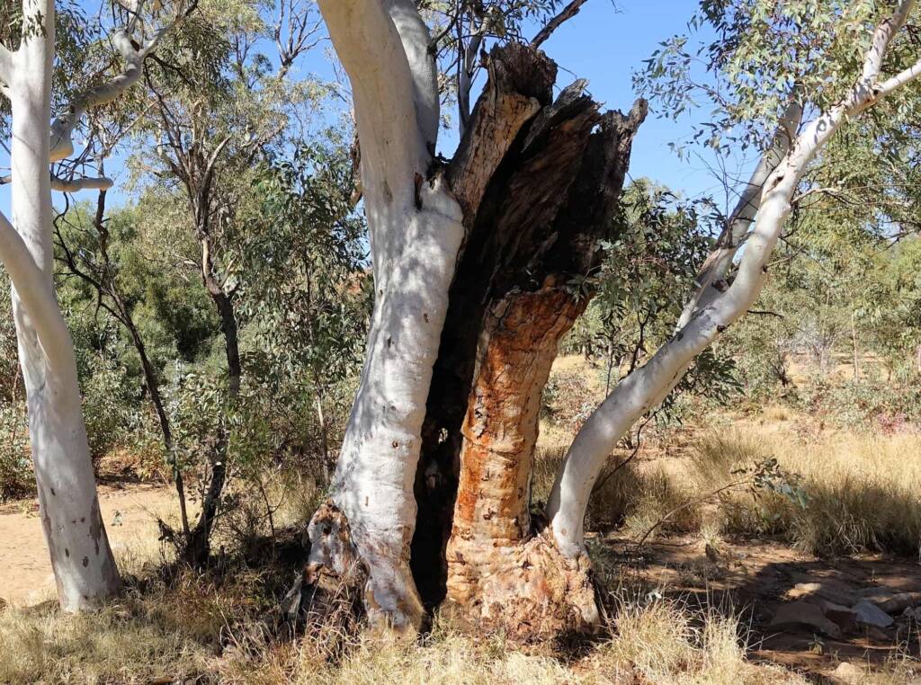 River Red Gum (Eucalyptus camaldulensis) along the Todd River, Alice Springs NT