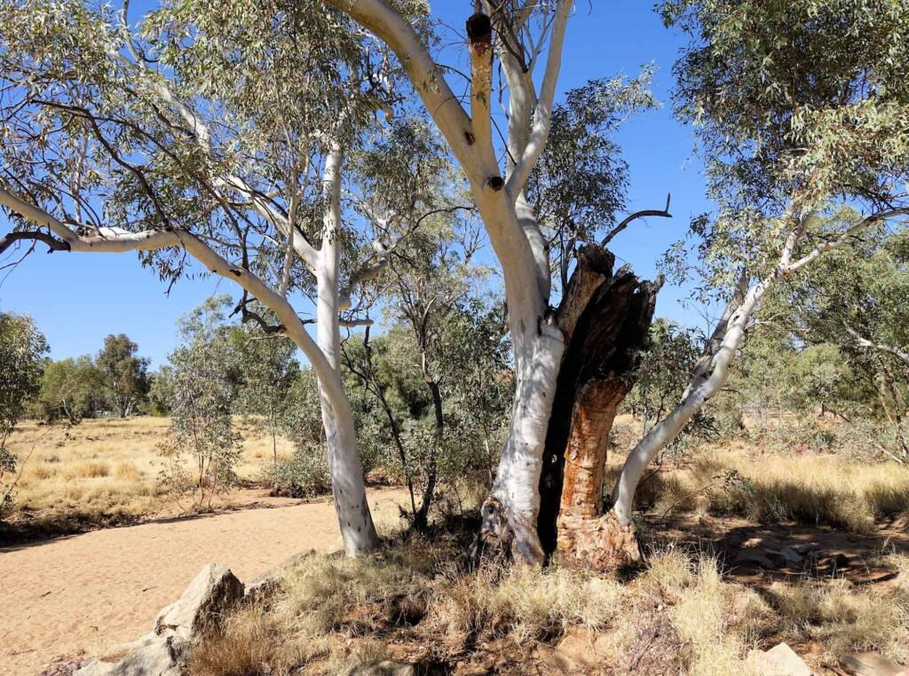 River Red Gum (Eucalyptus camaldulensis) along the Todd River, Alice Springs NT