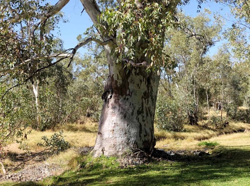 River Red Gum (Eucalyptus camaldulensis) along the Todd River, Alice Springs NT