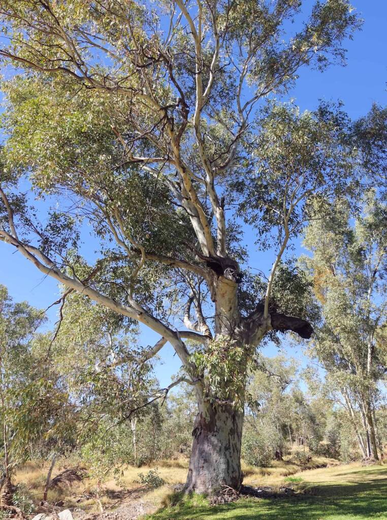 River Red Gum (Eucalyptus camaldulensis) along the Todd River, Alice Springs NT