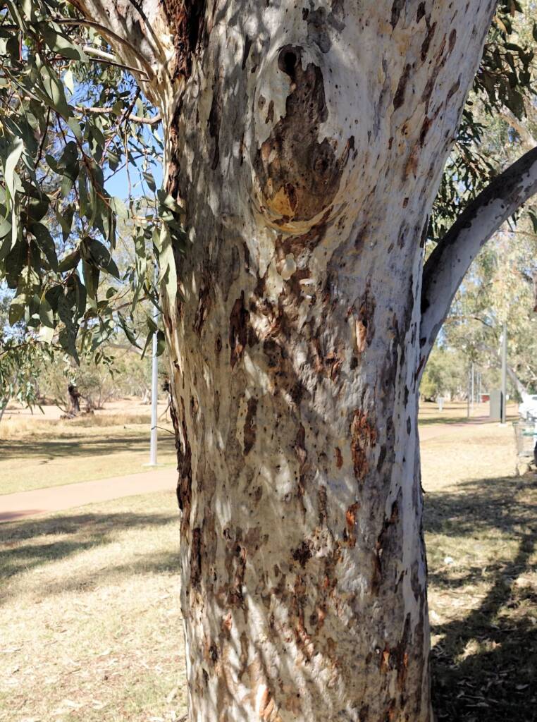 River Red Gum (Eucalyptus camaldulensis) along the Todd River, Alice Springs NT