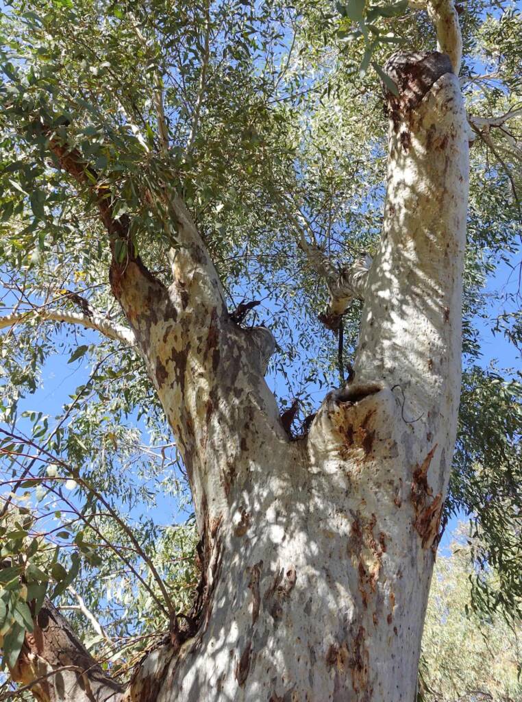 River Red Gum (Eucalyptus camaldulensis) along the Todd River, Alice Springs NT