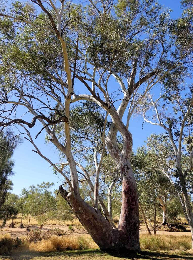 River Red Gum (Eucalyptus camaldulensis) along the Todd River, Alice Springs NT