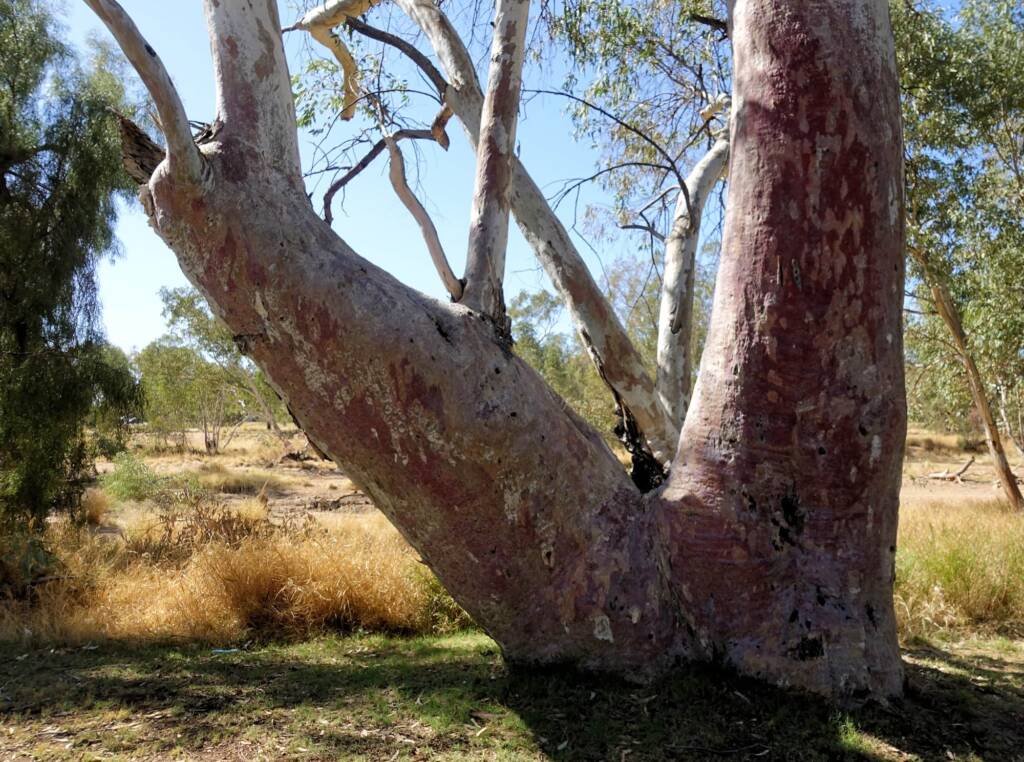 River Red Gum (Eucalyptus camaldulensis) along the Todd River, Alice Springs NT