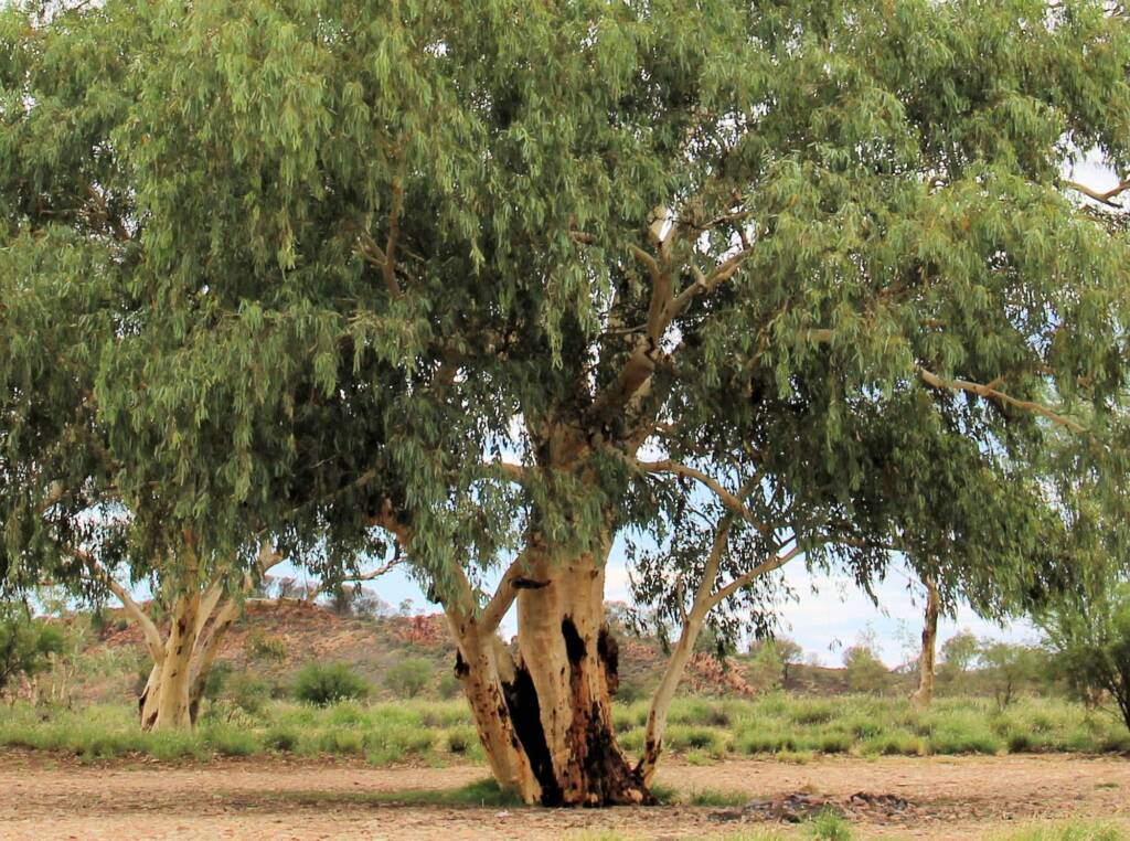River Red Gum (Eucalyptus camaldulensis), Five Mile NT