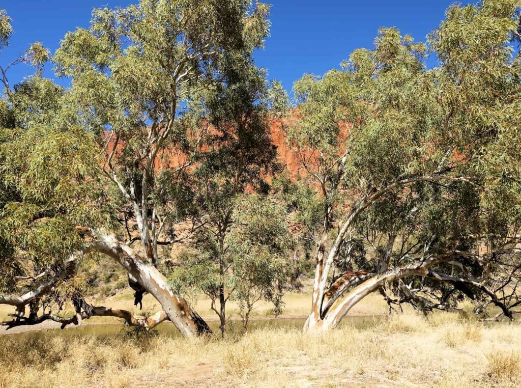 River Red Gum (Eucalyptus camaldulensis), Glen Helen Gorge NT
