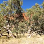 River Red Gum (Eucalyptus camaldulensis), Glen Helen Gorge NT