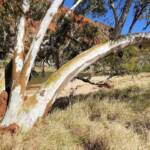 River Red Gum (Eucalyptus camaldulensis), Glen Helen Gorge NT