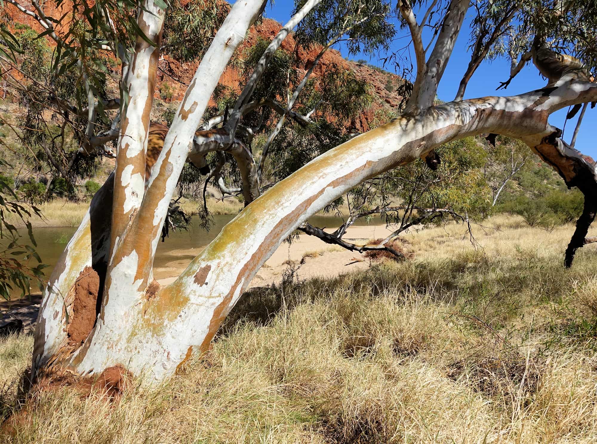 River Red Gum (Eucalyptus camaldulensis), Glen Helen Gorge NT