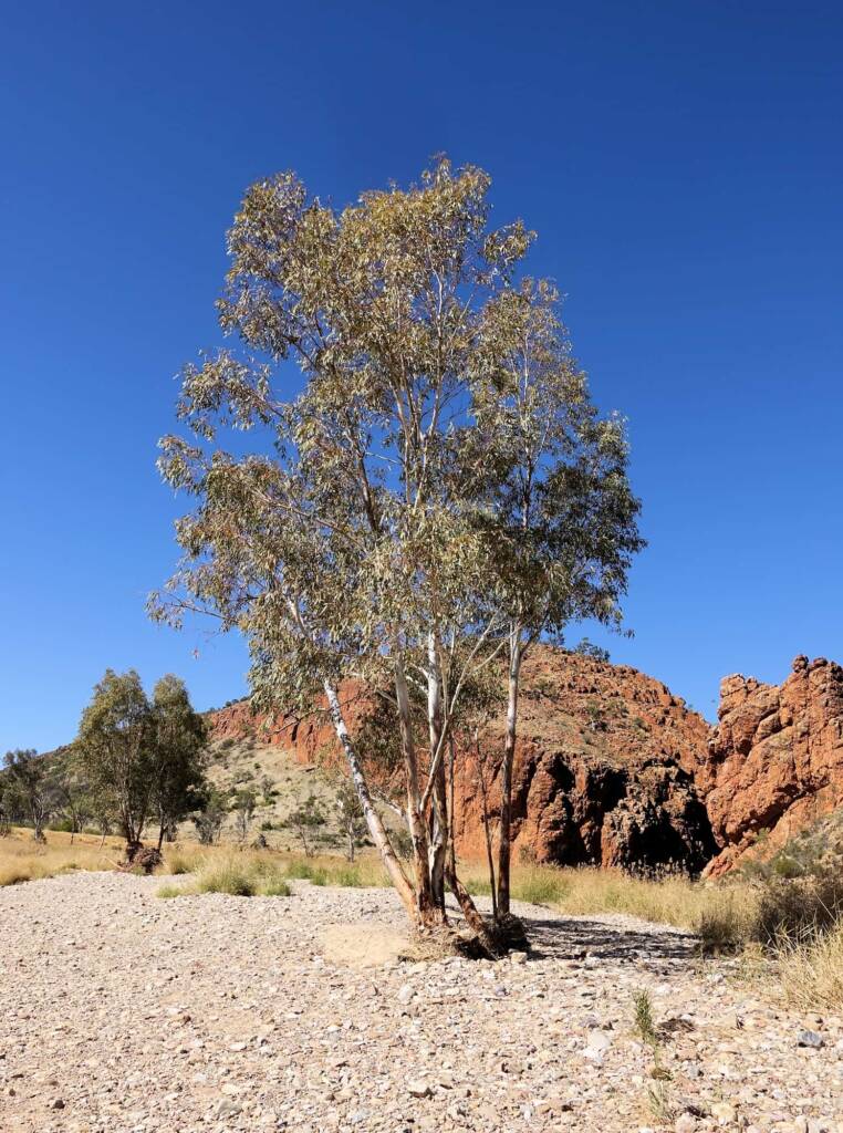 River Red Gum (Eucalyptus camaldulensis), Glen Helen Gorge NT