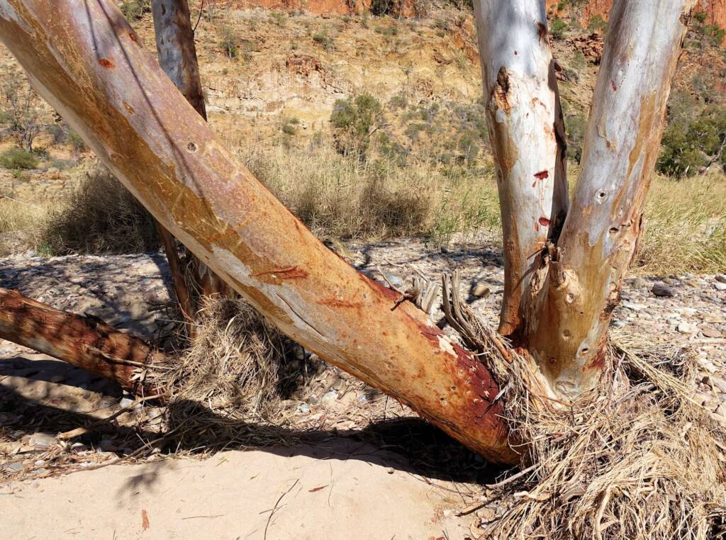 River Red Gum (Eucalyptus camaldulensis), Glen Helen Gorge NT